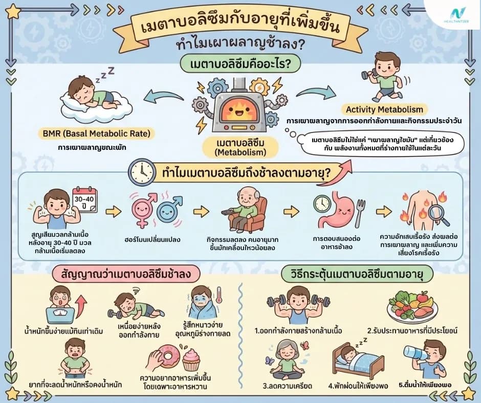ภาพประกอบ: เมตาบอลิซึมกับอายุที่เพิ่มขึ้น ทำไมเผาผลาญช้าลง