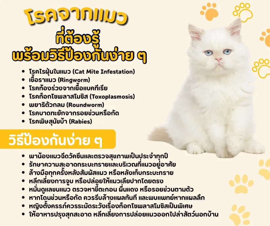 ภาพประกอบ: โรคจากแมวที่ต้องรู้ วิธีป้องกันง่าย ๆ เพื่อคนและแมวปลอดภัย