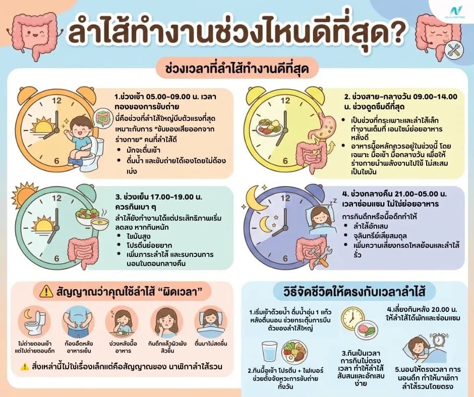 ภาพประกอบด้านสุขภาพ: ลำไส้ทำงานช่วงไหนดีที่สุด? รู้เวลาทองของการขับถ่ายและดูดซึม
